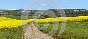 Field of rapeseed, canola or colza, brassica napus photo