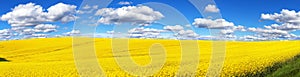 Field of rapeseed, canola or colza