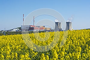 Field of rapeseed,canola or colza, in latin Brassica Napus with the Nuclear power plant Mochovce in the backround.