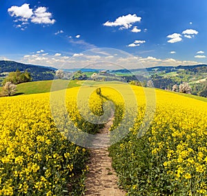 Rapeseed canola or colza field brassica napus