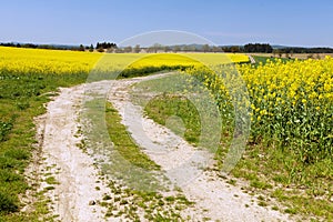 Field of rapeseed, canola, colza, in latin brassica napus with rural road and clear blue sky - seed is plant for green
