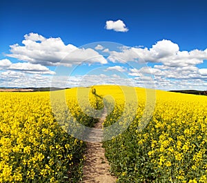 Field of rapeseed, canola or colza with path way