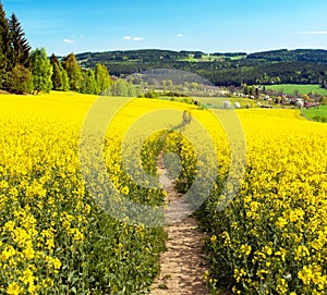 Field of rapeseed, canola or colza with path way