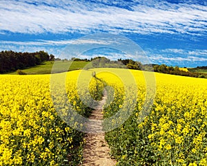 Field of rapeseed, canola or colza with path way