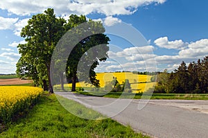 Field of rapeseed canola or colza with road and trees