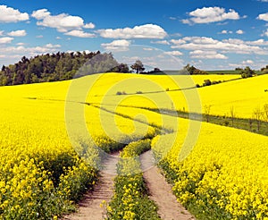 Field of rapeseed, canola or colza with rural road