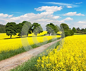 Field of rapeseed, canola or colza with rural road