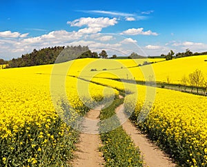 Field of rapeseed, canola or colza with rural road