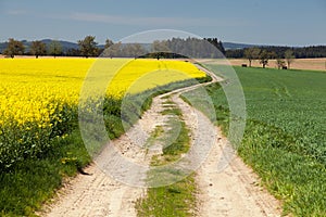 Field of rapeseed, canola or colza with rural road