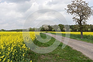 Field of rapeseed canola or colza with rural road