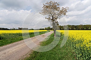 Field of rapeseed canola or colza with rural road