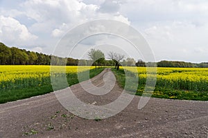 Field of rapeseed canola or colza with rural road