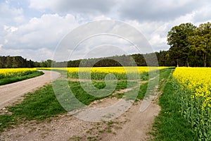 Field of rapeseed canola or colza with rural road