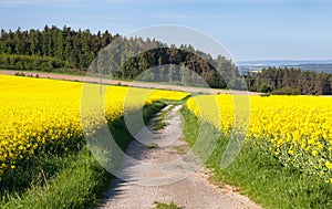 Field of rapeseed, canola or colza with rural road