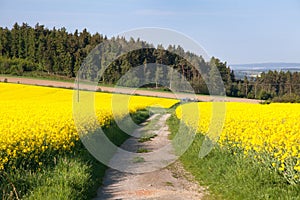 Field of rapeseed, canola or colza with rural road