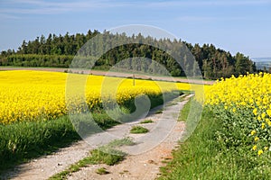 Field of rapeseed, canola or colza with rural road