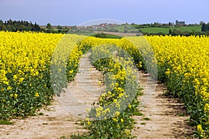 Field of rapeseed, canola or colza with rural road