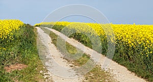 Field of rapeseed, canola or colza and rural road