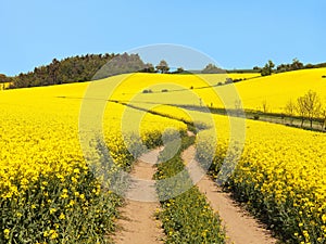 Field of rapeseed, canola or colza and rural road