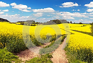 Field of rapeseed, canola or colza with rural road