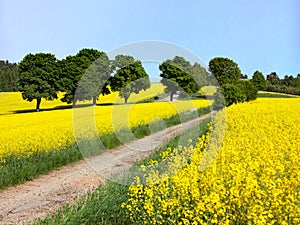 Field of rapeseed, canola or colza with rural road