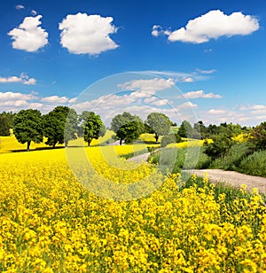 Field of rapeseed, canola or colza with rural road