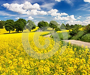 Field of rapeseed, canola or colza with rural road