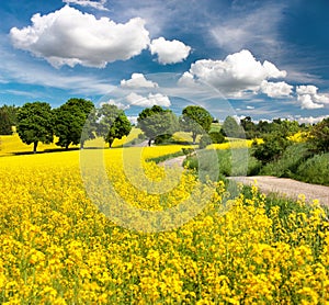 Field of rapeseed, canola or colza with rural road