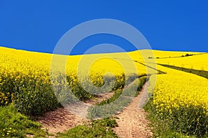 Field of rapeseed, canola or colza and rural road