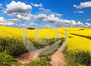 Field of rapeseed, canola or colza with rural road