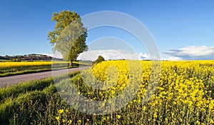Field rapeseed canola colza rural road and tree