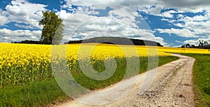 Field rapeseed canola colza rural road and tree