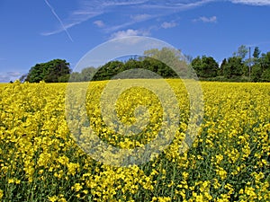 Field of Rapeseed, England