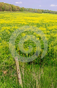 A Field of Rapeseed Flowers