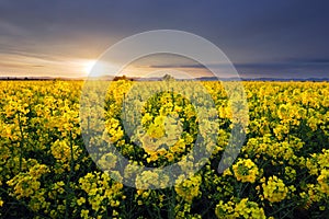 Field of rapeseed flowers with the setting sun landscape