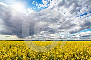 Field of rapeseed flowers with the setting sun landscape