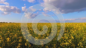 Field of rapeseed on hot summer day with clouds. Agriculture ground.