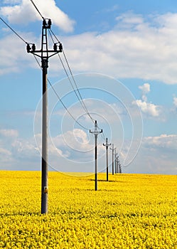 field of rapeseed and medium voltage pole