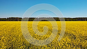 A field of rapeseed next to the road and woods.