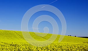 A field of Rapeseed on an Irish Farm with its bright yellow flower heads, contrasted against a clear blue sky on a sunny day in ea