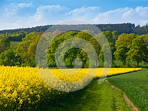 Field of rapeseed plant with country road