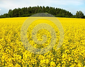Field of rapeseed plant for green energy