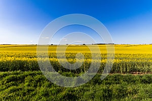 Field of Rapeseed Plants