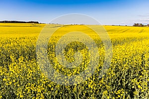 Field of Rapeseed Plants