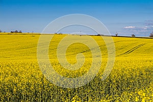 Field of Rapeseed Plants