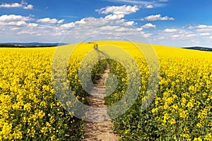 Field of rapeseed with rural road and beautiful cloud