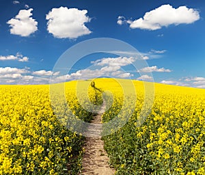 Field of rapeseed with rural road and beautiful cloud