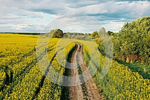 Field of rapeseed with rural road and beautiful cloud & x28;brassica napus& x29; - plant for green energy and green industry