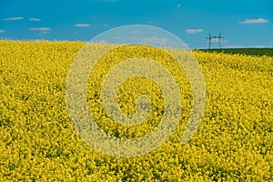 Field of rapeseed in Serbia