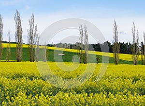 Field of rapeseed in south island